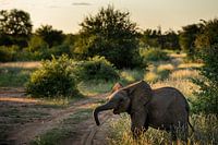 Junger Elefant in Südafrika