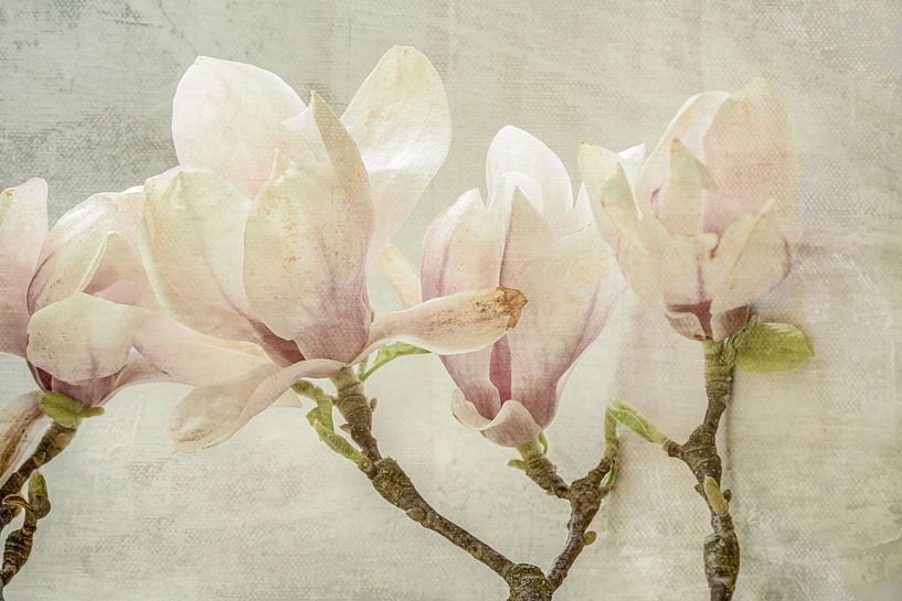 Magnolie. Natur-Nahaufnahmen in Pastell. von Alie Ekkelenkamp