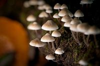 Un petit monde sur la mousse de la forêt