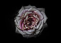 Fleurs de jardin No 110 Version couleur