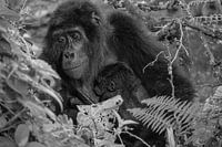 Bébé gorille, Ouganda, noir et blanc