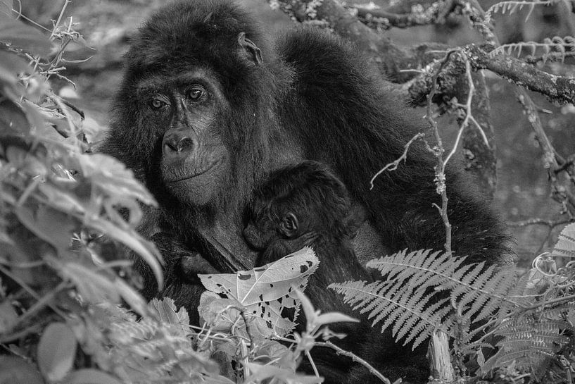 Bébé gorille, Ouganda, noir et blanc par Oscar Kroon