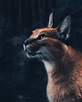 Caracal Kat Afrika Fine art