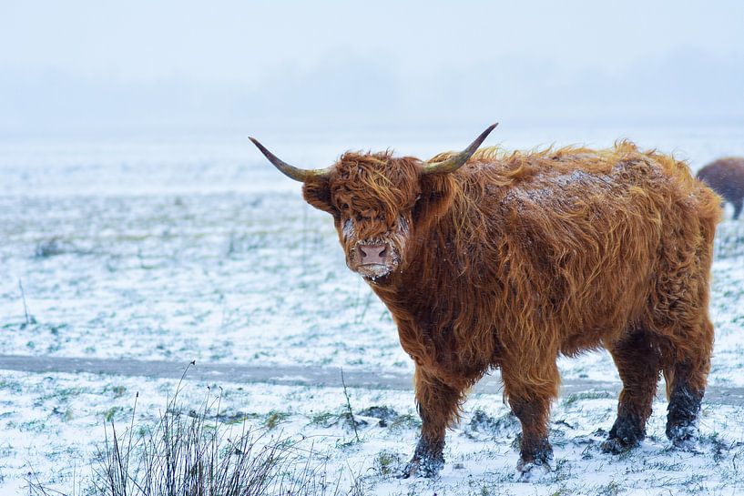Scottish Highlander in the snow. by Esther van Engen