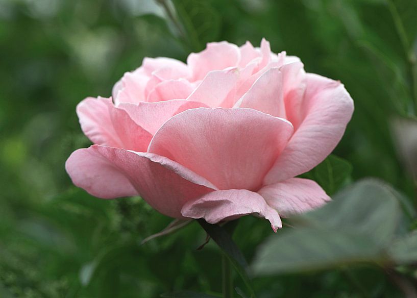 Zacht rose Roos par Ina Hölzel