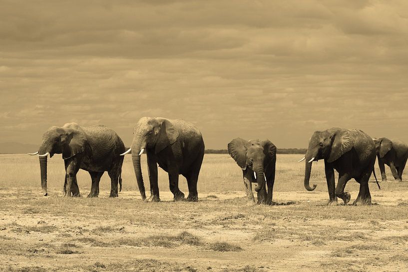 Éléphants d'Amboseli par Roland Smeets