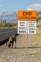 Straßenarbeiten im kanadischen Nationalpark