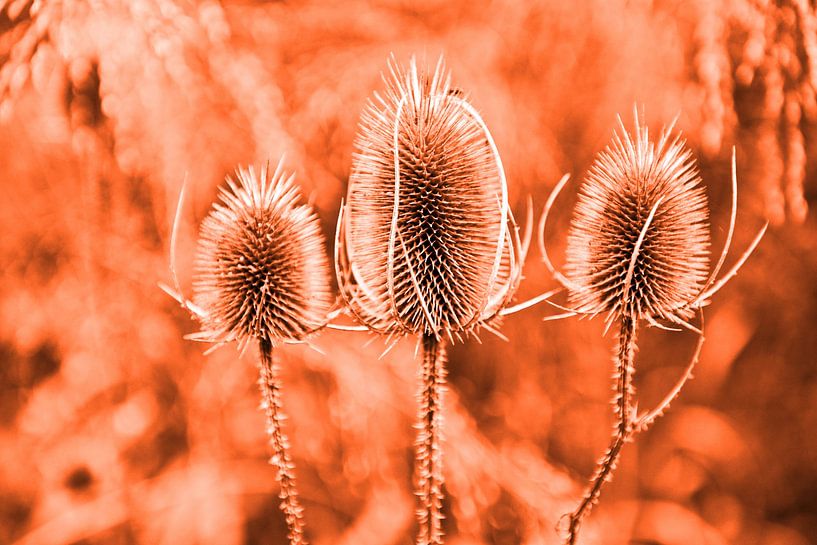 Three wild cardoons in classic orange by Silva Wischeropp