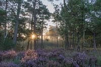 Sunrise on the heath near the forest