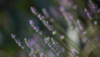Flowering lavender bush
