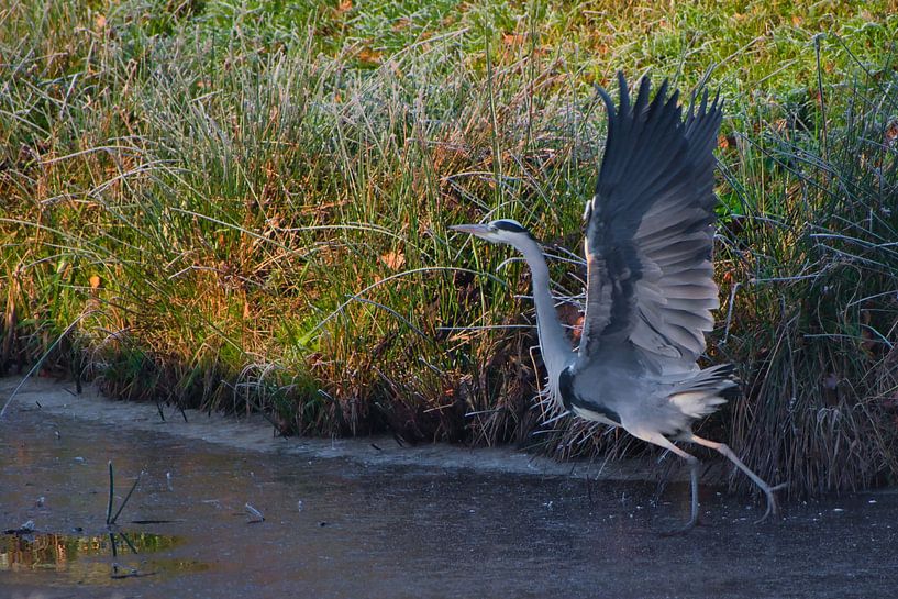 Heron bereit zum Start von Miny'S