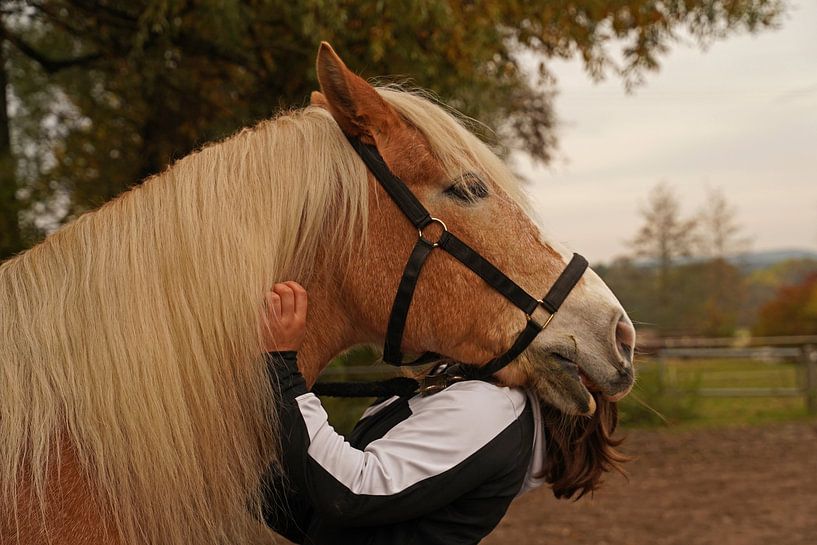 Fotoshooting mit hellbraunem Haflinger mit beiger Mähne von Babetts Bildergalerie