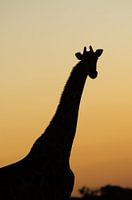 giraffe with sunset