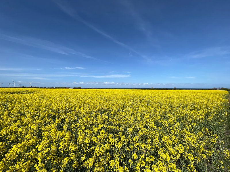 Koolzaad bloeit in mei van Mika Stuke