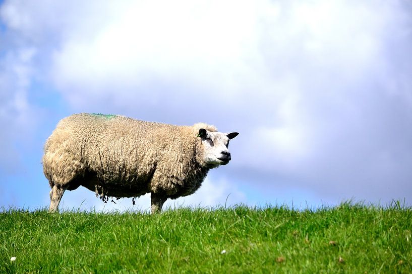 Schaap von Arno-Jan Boere