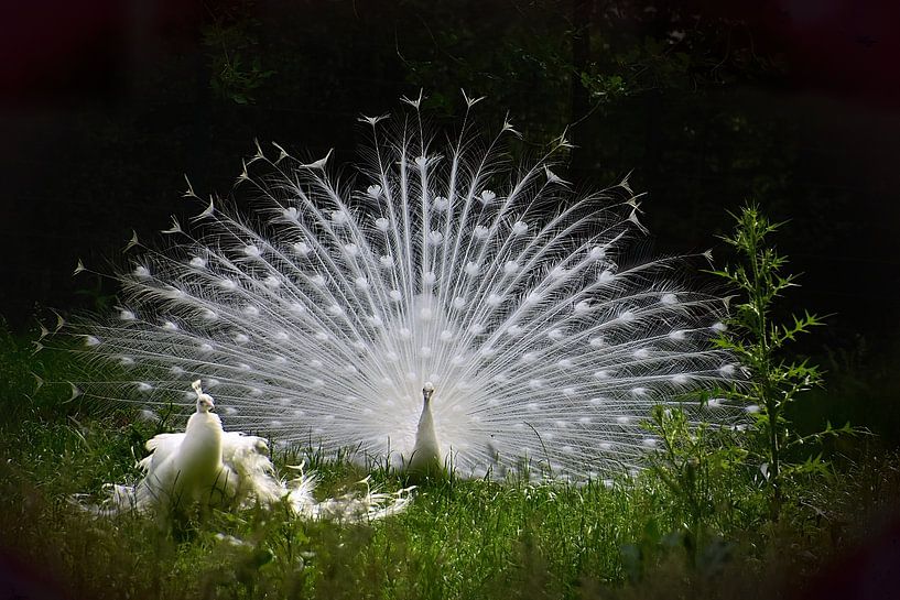 White peacock by John Leeninga