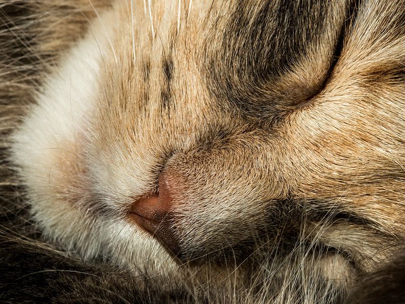 Winterslaap von Rob Smit