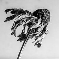 Botanisches Porträt