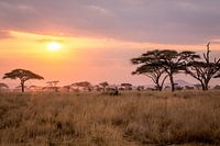 Zonsondergang in de Serengeti