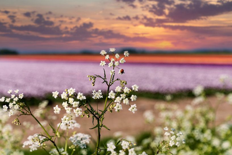 Champs de fleurs néerlandais colorés par Anouschka Hendriks