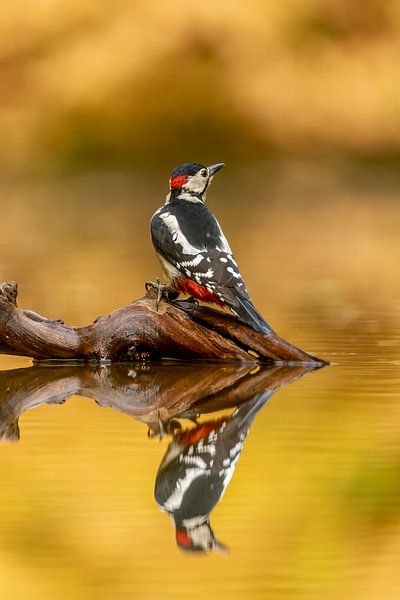 Alerte Great spotted woodpecker by Gonnie van de Schans