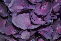Hortensia bleu violet