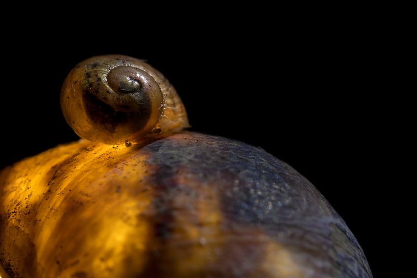 Getragen von deiner Mutter von Marcel Runhart