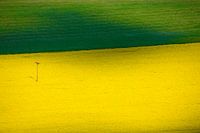 Green and yellow field with power line
