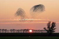 Un essaim d'étourneaux face au soleil couchant