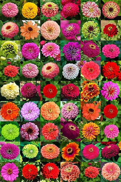 Collage floral de zinnia par Steven Kingsbury