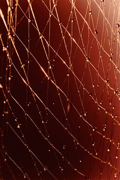 Gouttes d'été par Claudia Glansbeek