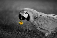 Papegaai is dol op paardenbloem