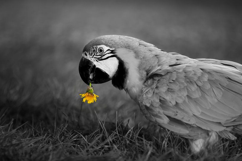 Papegaai is dol op paardenbloem von T de Smit