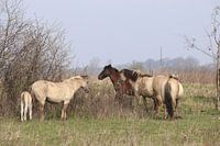 Konik horses