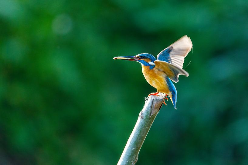 Le martin-pêcheur à la pêche par Roland Brack