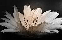 Sonnenblume - Sonnenuntergang 1 b