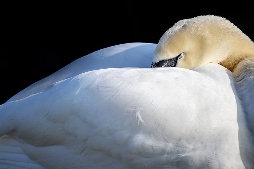 sleeping mute swan (Cygnus olor) puts his head under the wings, copy space, selected focus by Maren Winter