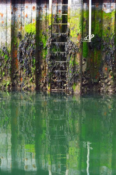 Algen und Vegetation an der Uferpromenade in einem Hafen von Nicolette Vermeulen