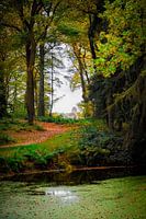 Doorkijkje in het bos