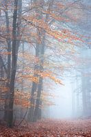 Rêver en silence | The Peel