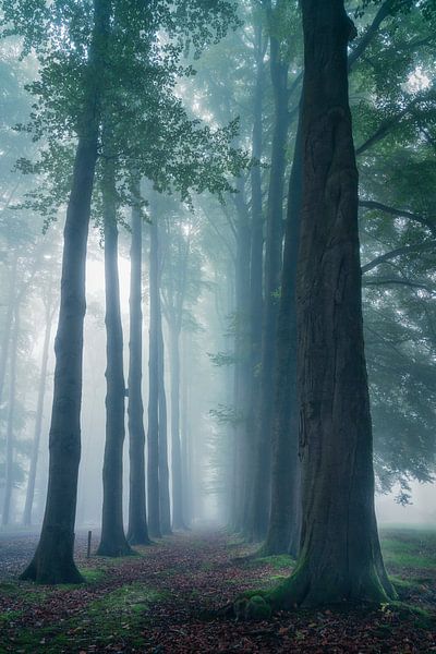Majestic Tree Path in a Misty Forest with Soft Morning Light in the Netherlands by Arda Acar