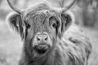 Highlander écossais Noir / Blanc