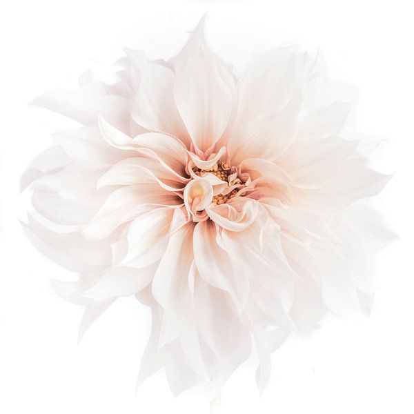 Café-au-lait von Christl Deckx