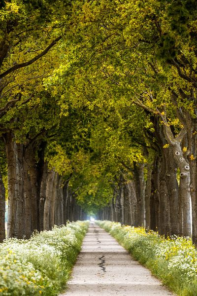 Sauter le chemin par Lars van de Goor