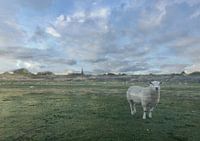 little sheep on the dike