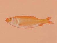 Goldfisch auf Lachsrosa