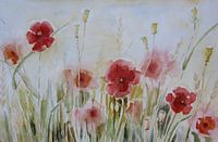 Aquarelle Champ avec coquelicots