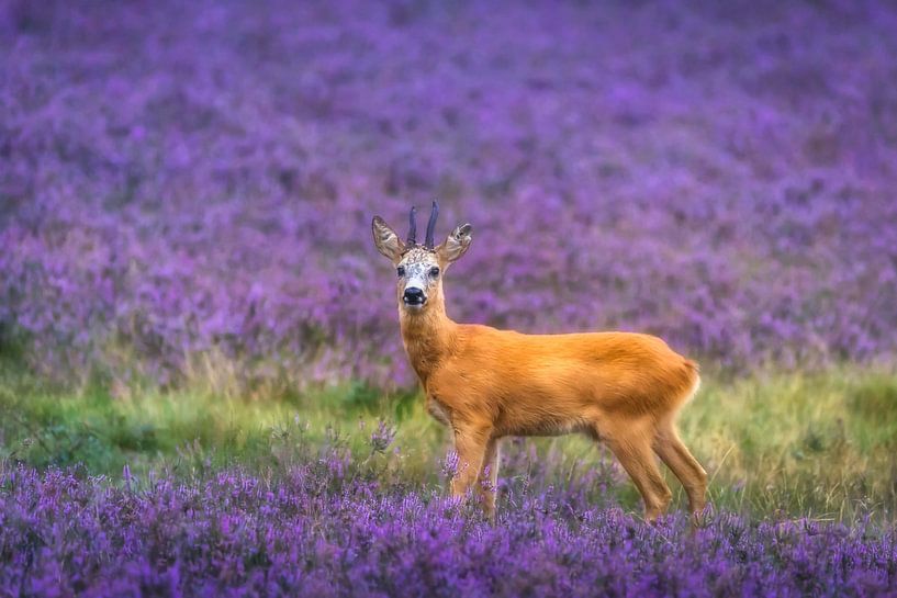 Reebok von Bart Hendrix