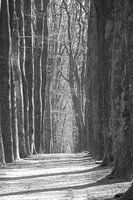 Schwarz-Weiß-Buchenallee im Wald (Fagus sylvatica)