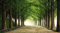 Route Metasequoia